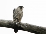 Peregrine falcon - muuttohaukka