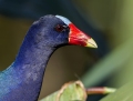 Purple gallinule - siniliejukana