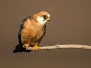 Red-footed falcon - punajalkahaukka 