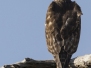 Red-shouldered Hawk - ruostehiirihaukka 