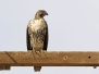 Red-tailed hawk - amerikanhiirihaukka