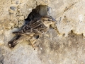 Rock sparrow - kalliovarpunen