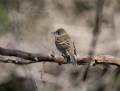 ruby-crowned-kinglet0908a