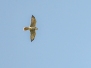 Saker falcon - aavikkohaukka