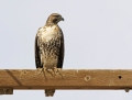 71-red-tailed-hawk1010c