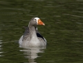 93-greater-white-fronted-goose1010a
