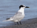 Sandwich tern - riuttatiira 