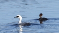 Smew - uivelo
