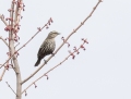 Song sparrow - laulusirkku