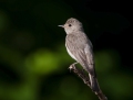 Spotted flycatcher - harmaasieppo