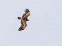 Steppe eagle - arokotka