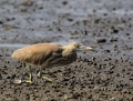 Striated heron