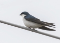 Tree swallow - kelopääsky