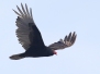 Turkey vulture - kalkkunakorppikotka 