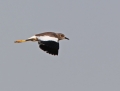 White-tailed lapwing