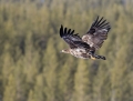 White-tailed eagle