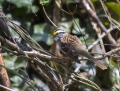 White-throated sparrow - valkokurkkusirkku