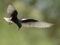 White-winged tern - 