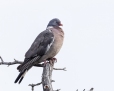 Wood pigeon - sepelkyyhky