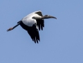 Wood stork - amerikaniibishaikara